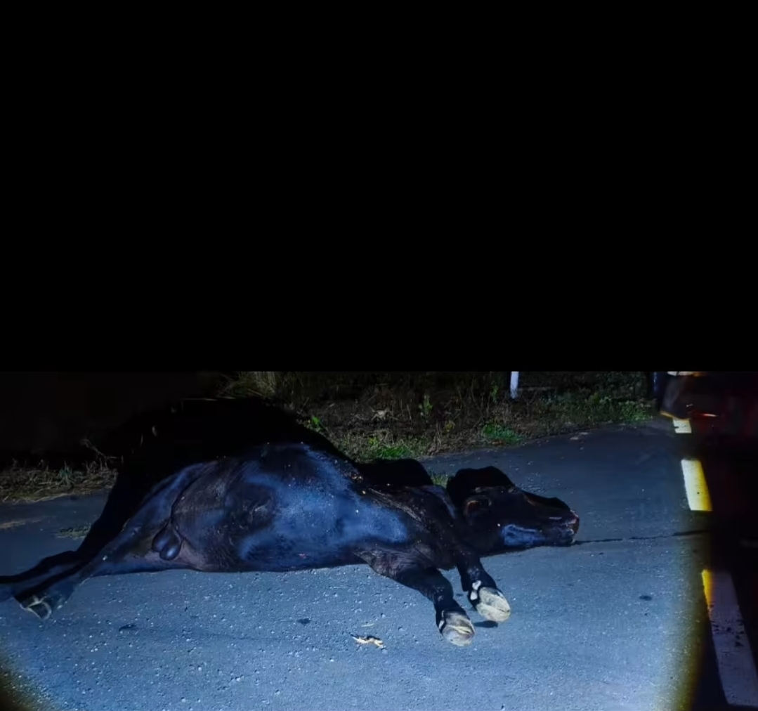 ANIMAIS SOLTOS PROVOCAM ACIDENTE NA BA-649